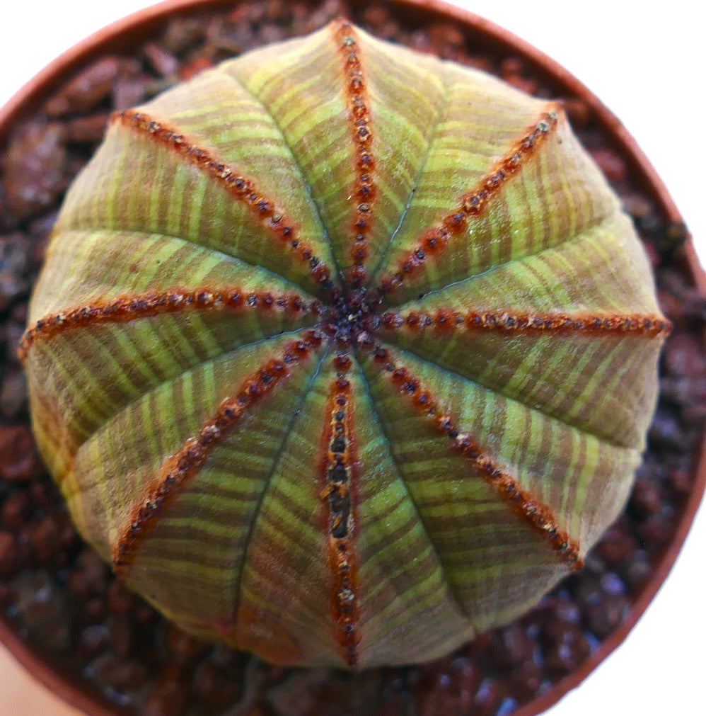 Euphorbia obesa striped succulent with ribbed structure and small brown areoles in pot