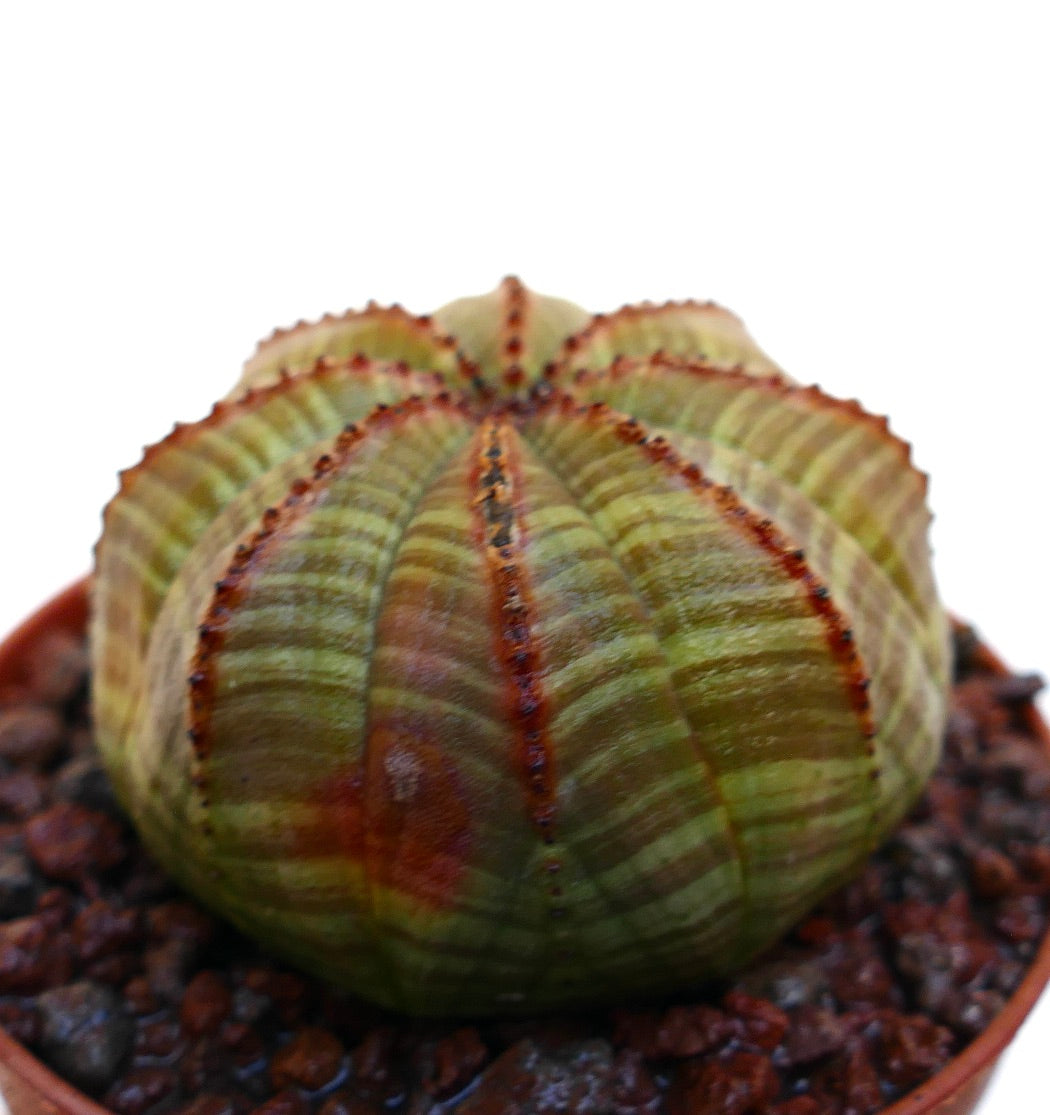 Euphorbia obesa striata succulent cactus with ribbed body and red-lined edges in pot