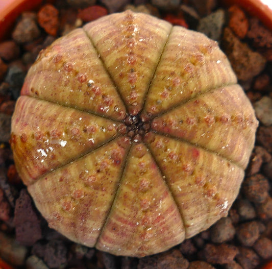 Euphorbia obesa succulent cactus with rounded ridges and reddish spotted texture