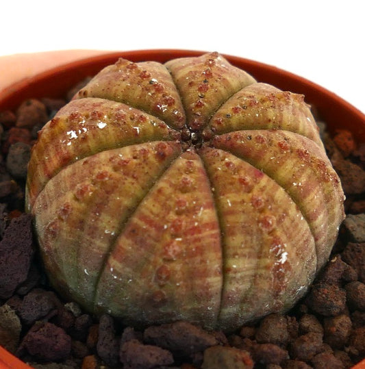 Euphorbia obesa succulent cactus with rounded ridges and reddish spots in pot