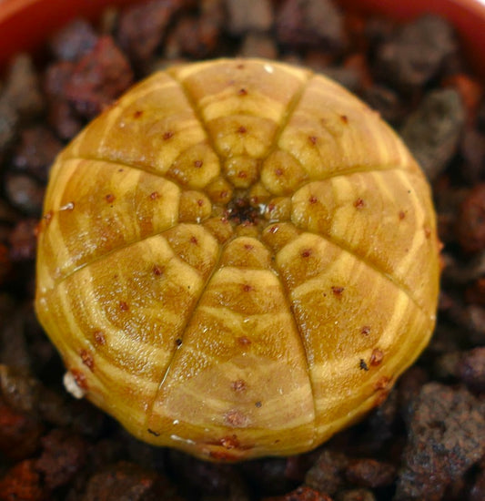 Euphorbia obesa succulent cactus with yellow striped rounded body and small tubercles