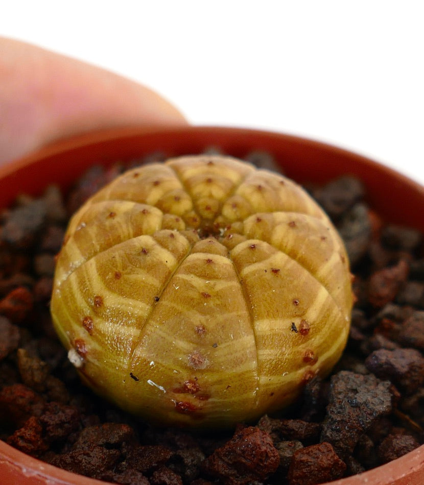 Suculenta Euphorbia obesa striata con cuerpo redondeado y acanalado y patrón veteado amarillento