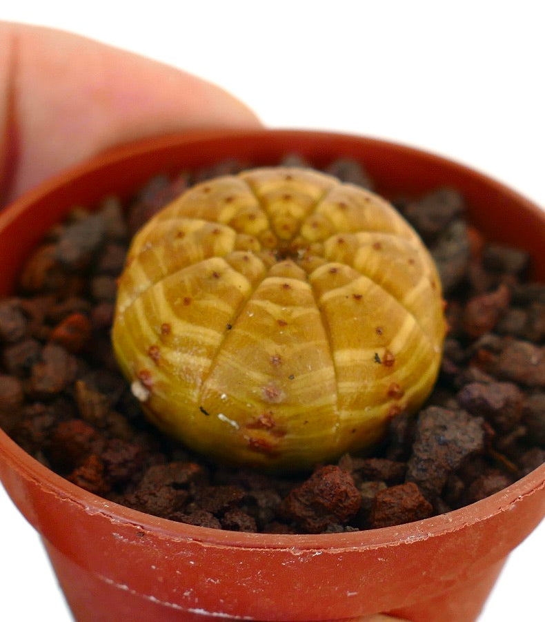 Euphorbia obesa striata suculenta amarilla con cuerpo redondeado acanalado en maceta