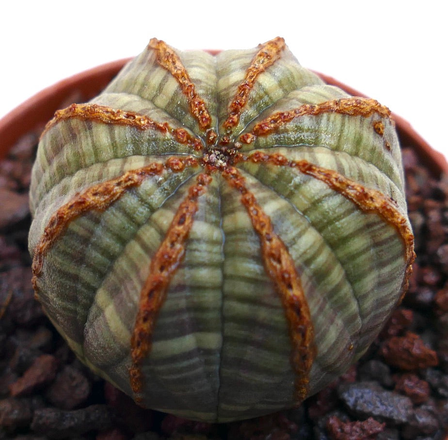 Suculenta Euphorbia obesa com corpo redondo e acanalado e linhas marrons texturizadas nas cristas