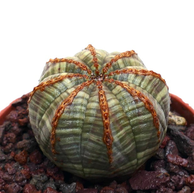 Euphorbia obesa suculenta com corpo esférico estriado verde e castanho com costelas