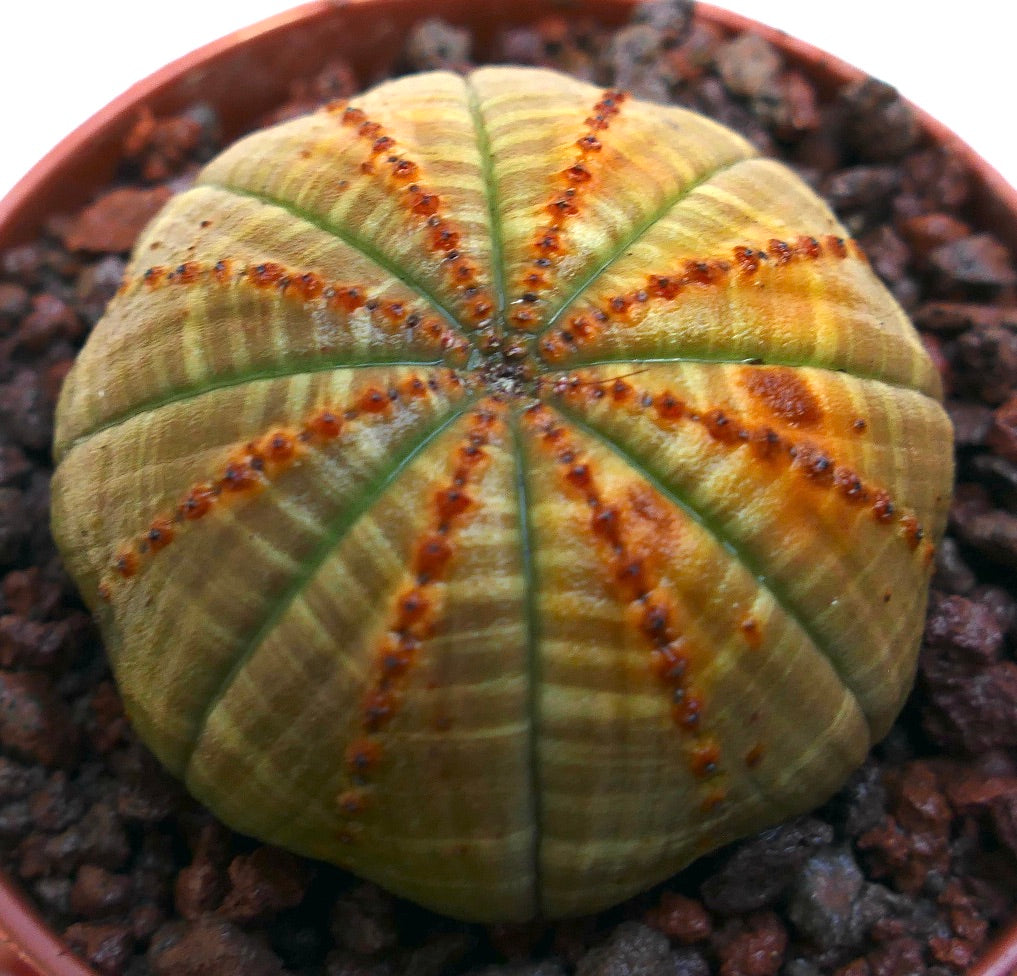 Euphorbia obesa sukkulent med avrundet ribbet kropp og rødbrune linjemønstre på overflaten