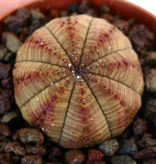 Euphorbia obesa succulent with rounded shape and subtle red striped patterns on ribs