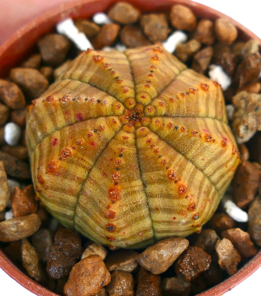 Euphorbia obesa succulent with striped pattern and small orange tubercles in pot