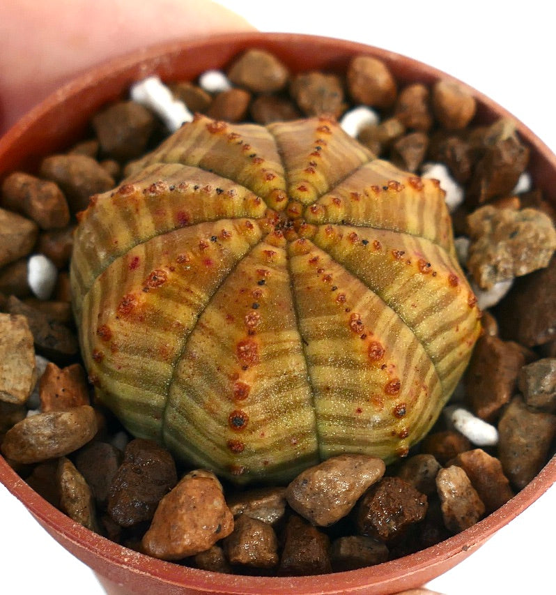 Euphorbia obesa succulent cactus with striped pattern and small brown tubercles in pot