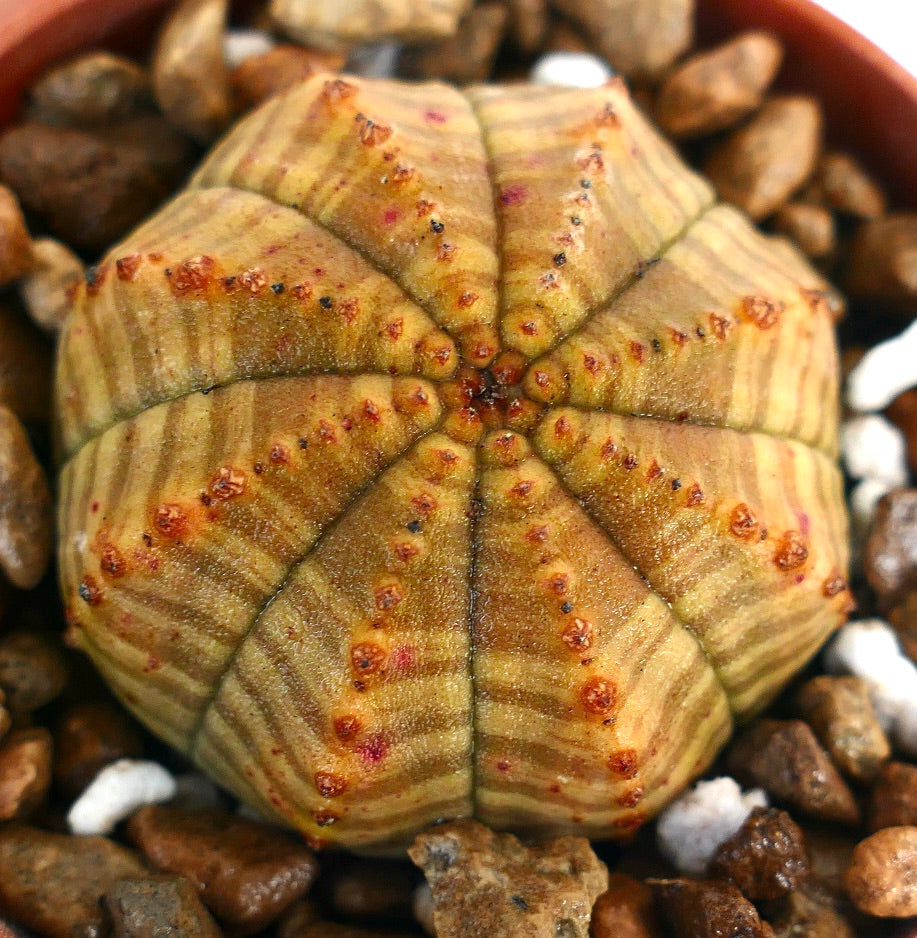 Euphorbia obesa striped succulent with star-shaped ribs and small orange tubercles