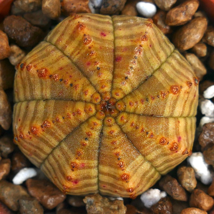 Euphorbia obesa succulent with star-shaped ribbed body and small reddish tubercles