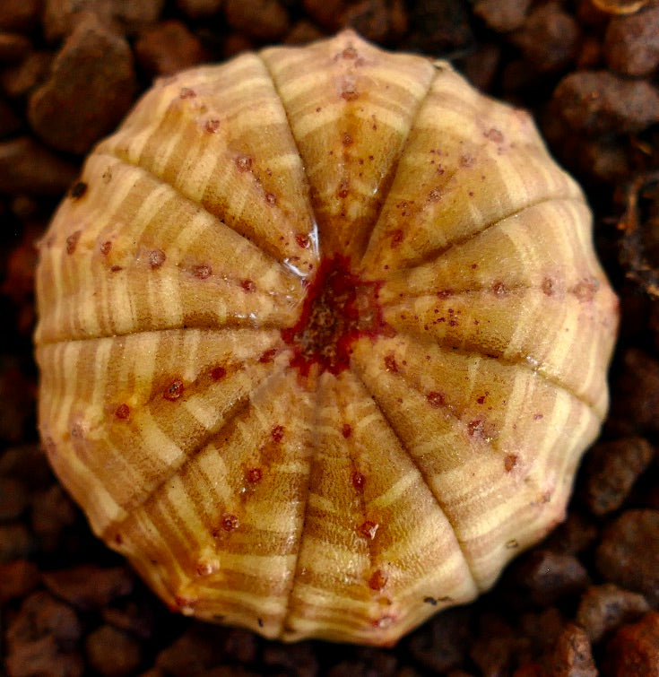 Euphorbia obesa succulent with striped pattern and rounded apex on rocky soil