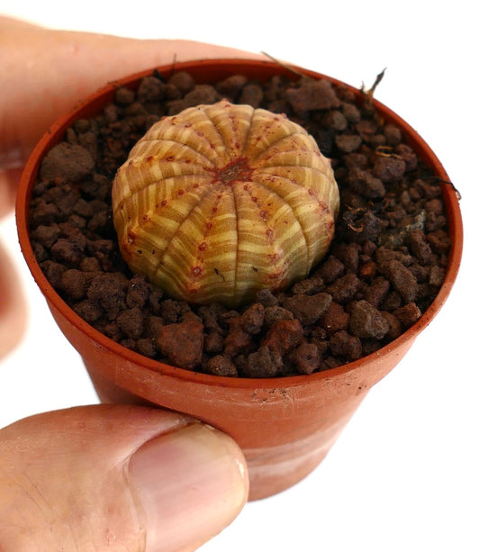 Euphorbia obesa Sukkulente Kaktee mit gestreiftem Muster und abgerundetem Apex im kleinen Topf