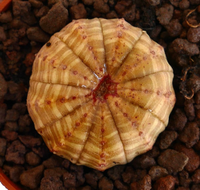 Euphorbia obesa succulent with striped beige pattern and rounded apex on volcanic soil