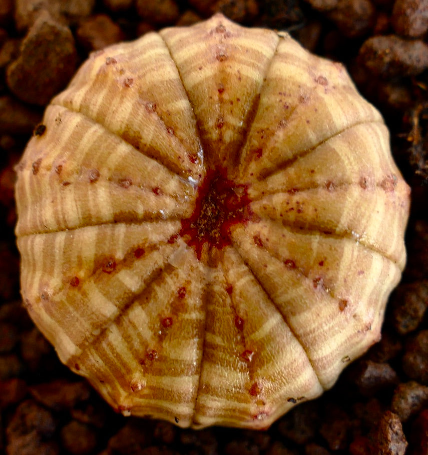 Euphorbia obesa striped succulent with rounded shape and textured apex on rocky soil