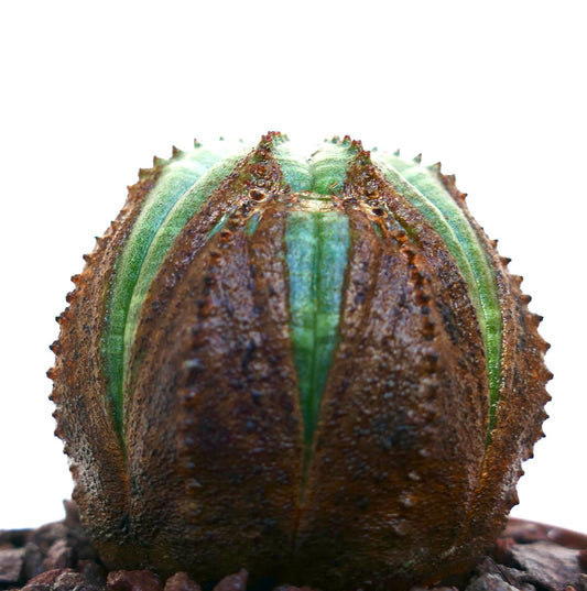 Euphorbia obesa sukkulent med rund form og distinkte brune teksturerte riller