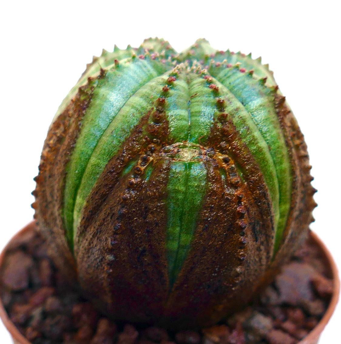 Euphorbia obesa sukkulent med distinkt brun og grønn ribbet sfærisk kropp
