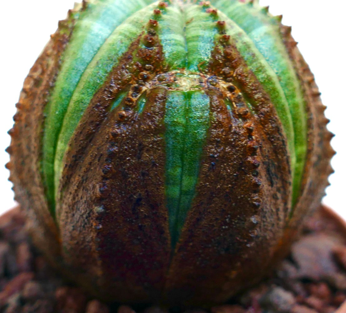 Euphorbia obesa sukkulent med rund form og særpregede brune, teksturerte vertikale striper