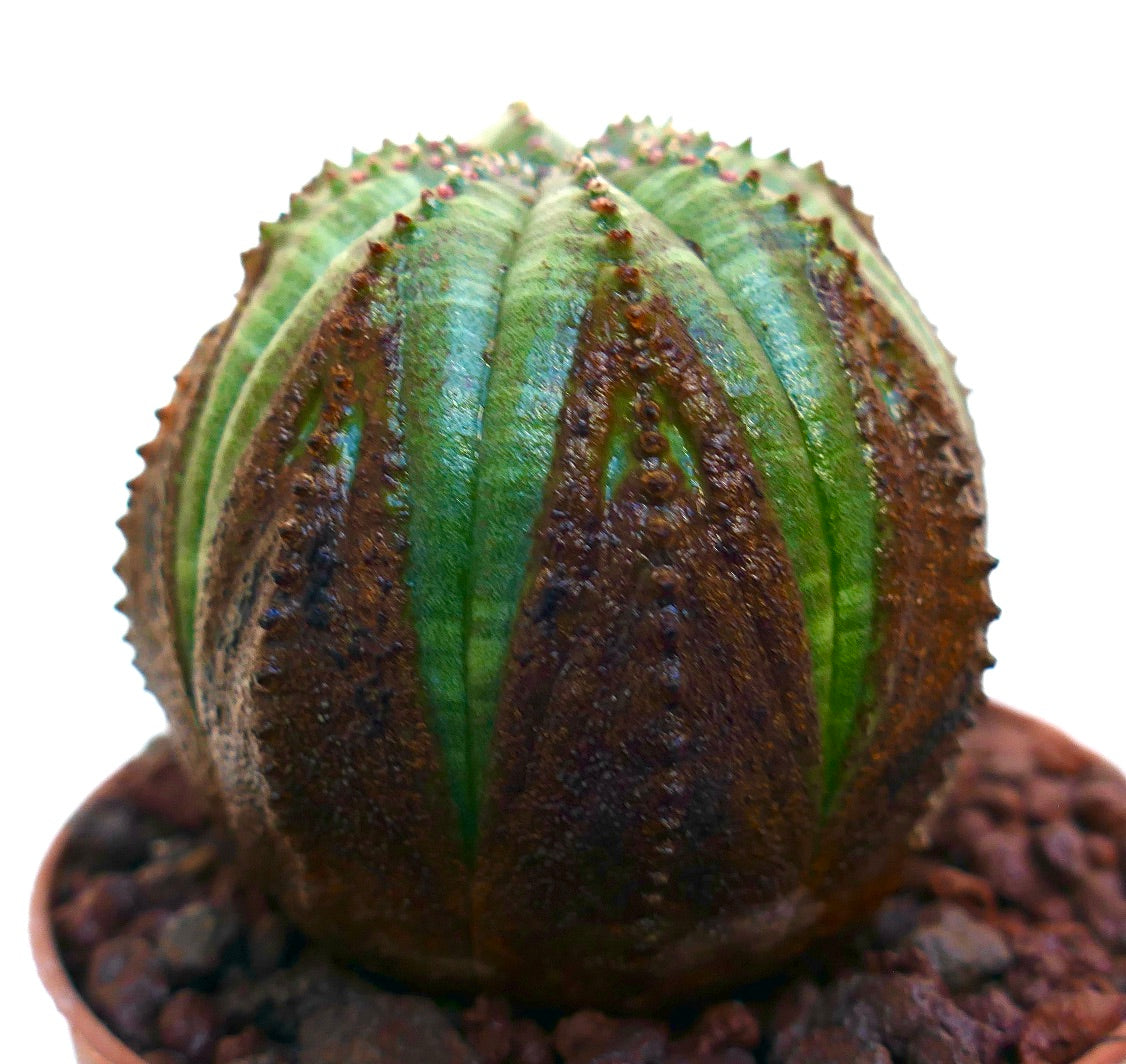 Euphorbia obesa sukkulent med rund form og særegent brunt og grønt ribbemønster