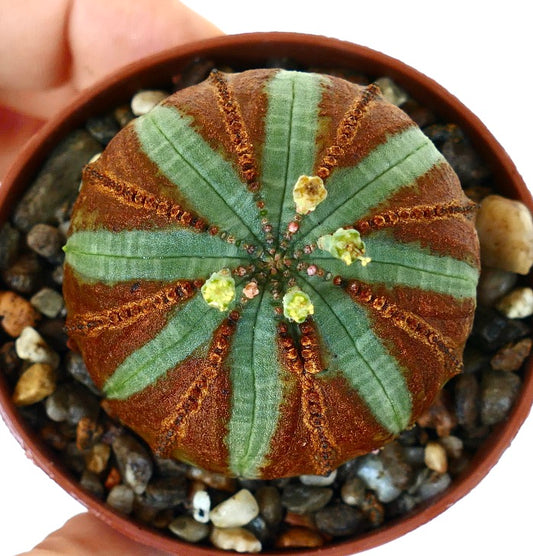 Top view of Succulent plant Euphorbia obesa showing round ribbed body with green and brown segments and small yellow-green flowers at the center.