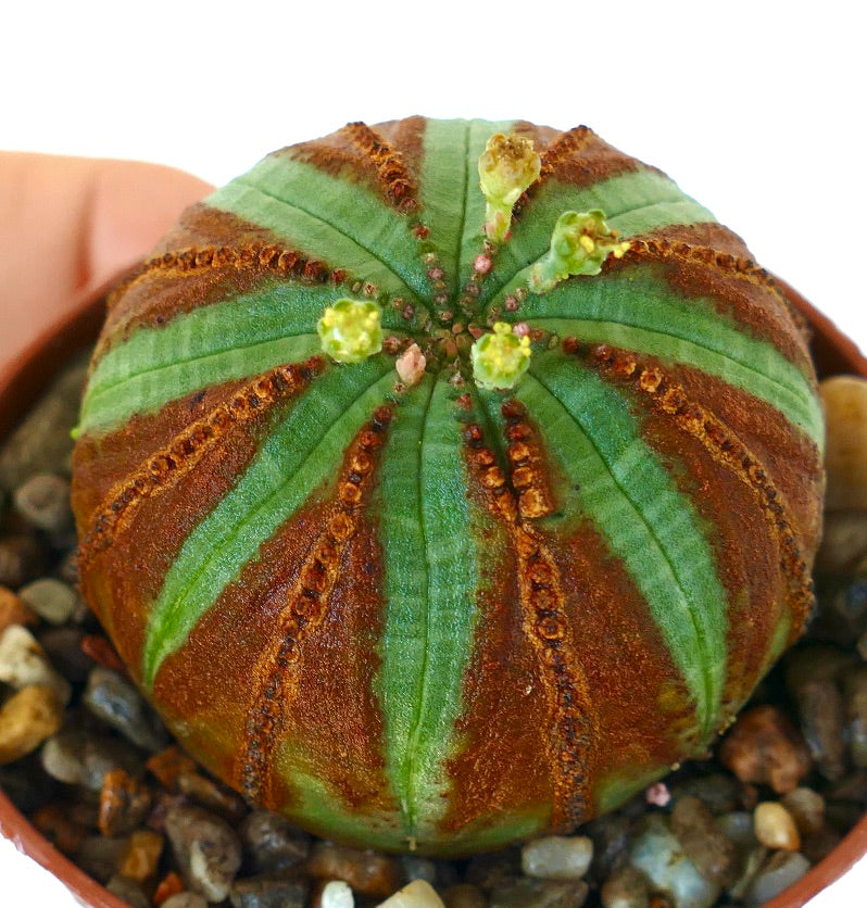 Toma aérea de la suculenta Euphorbia obesa mostrando su patrón acanalado en forma de estrella y flores en flor amarillas verdosas.