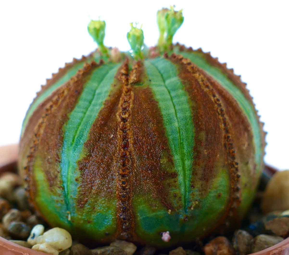 Primer plano de Euphorbia obesa con costillas rayadas en verde y marrón y múltiples pequeñas flores amarillo-verdosas brotando del ápice.
