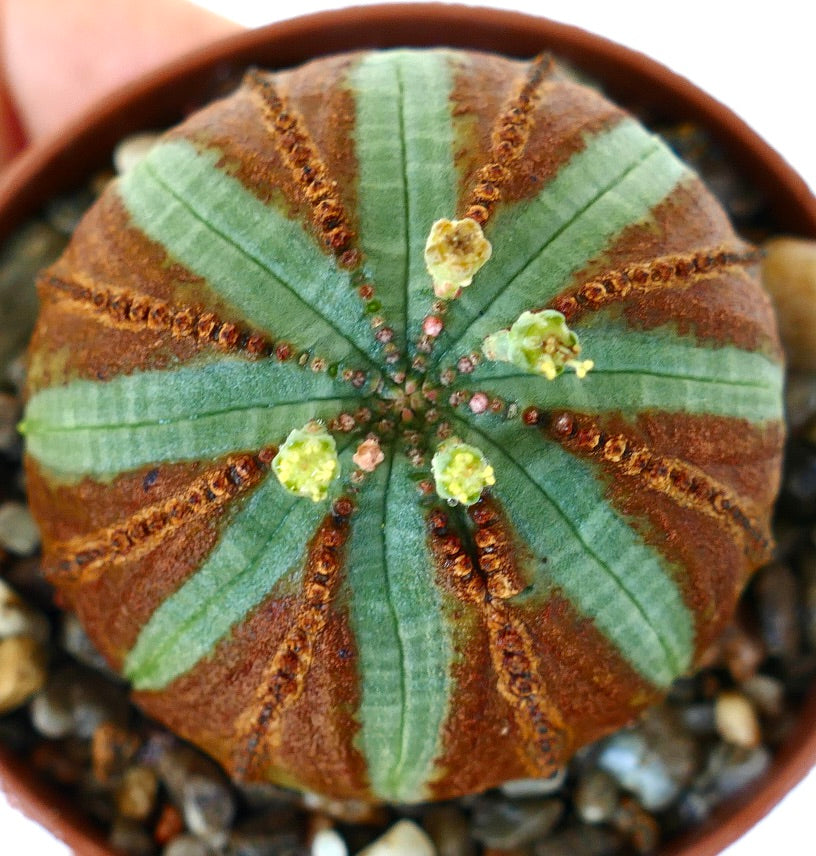 Euphorbia obesa en una maceta pequeña, redonda y acanalada, con coloración marrón-verde y flores de un amarillo verdoso brillante que emergen en la parte superior.