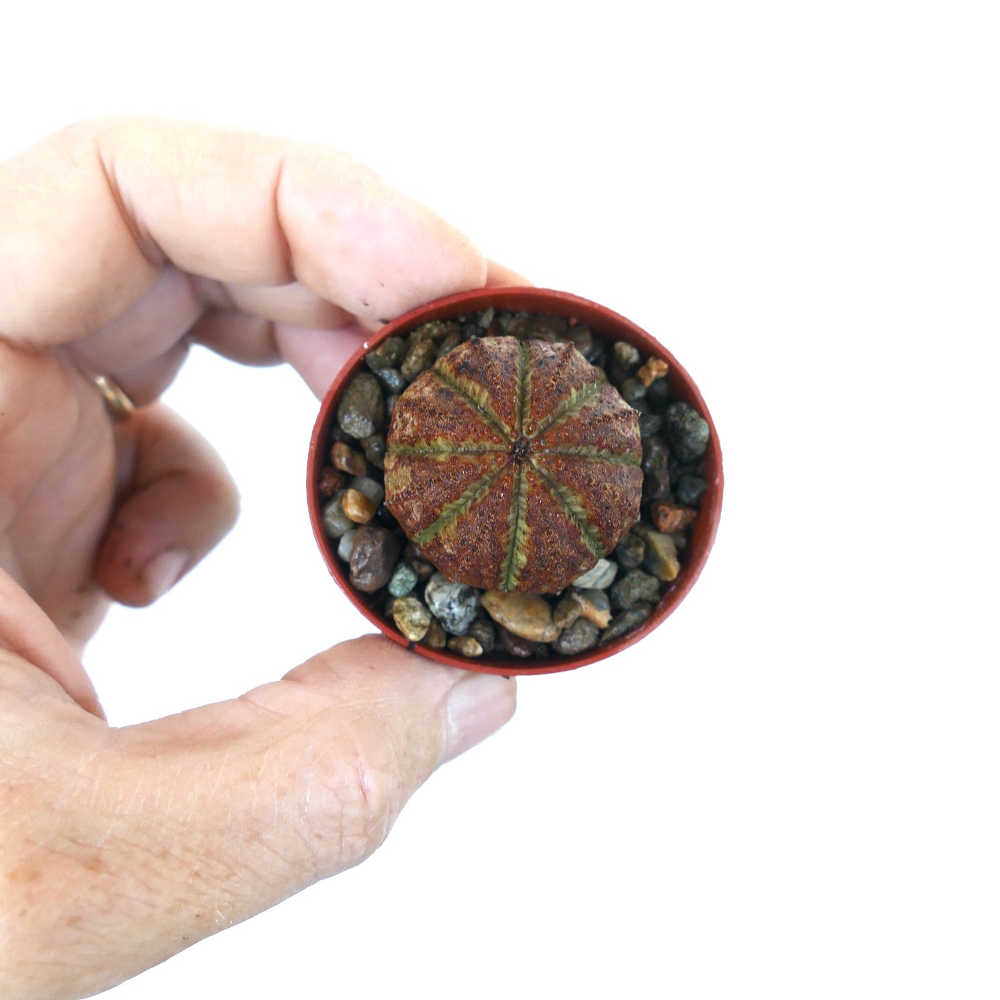 Pequeña planta suculenta Euphorbia obesa en una maceta roja, vista desde arriba, con cuerpo marrón oscuro y líneas verdes en las costillas.