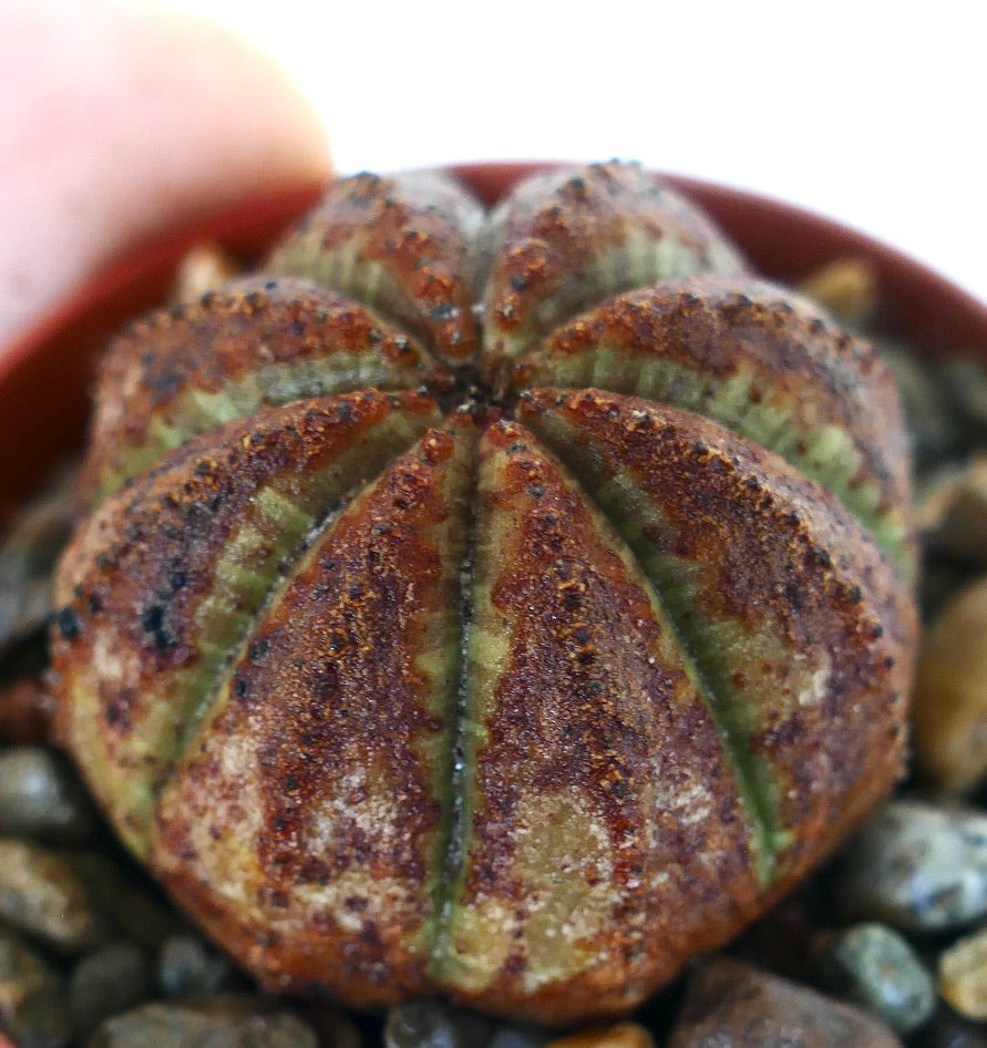 Primer plano de Euphorbia obesa que muestra su superficie marrón texturizada y crestas verdes.