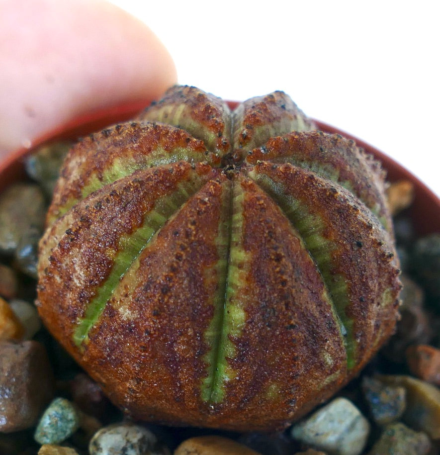 Vista lateral de Euphorbia obesa que resalta su forma redondeada, segmentos acanalados y tonos terrosos marrón-verde.