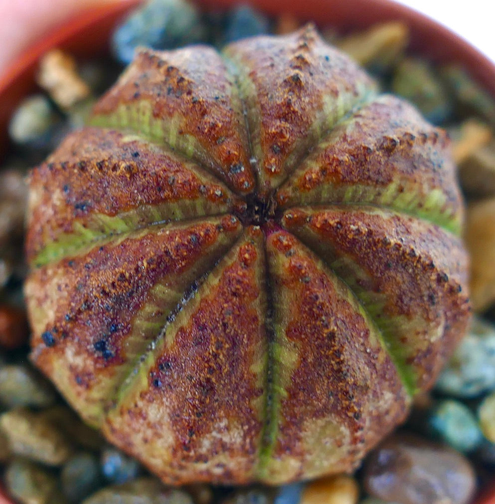 Cactus Euphorbia obesa con costillas verticales distintas, piel exterior marrón y rayas verdes.