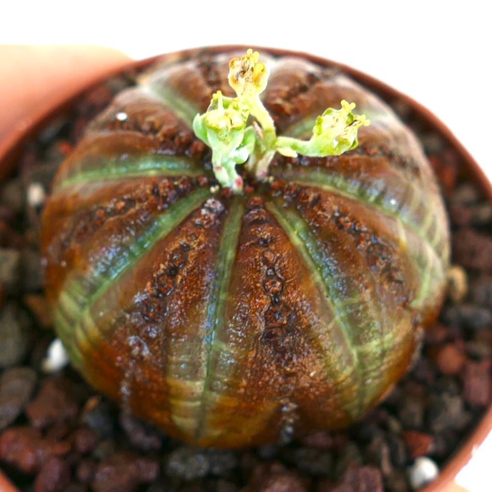 Primer plano de Euphorbia obesa en una maceta, mostrando un cuerpo redondo con costillas y marcas marrones intensas, costillas verdes y yemas de flores amarillo-verdosas que emergen en la cima.