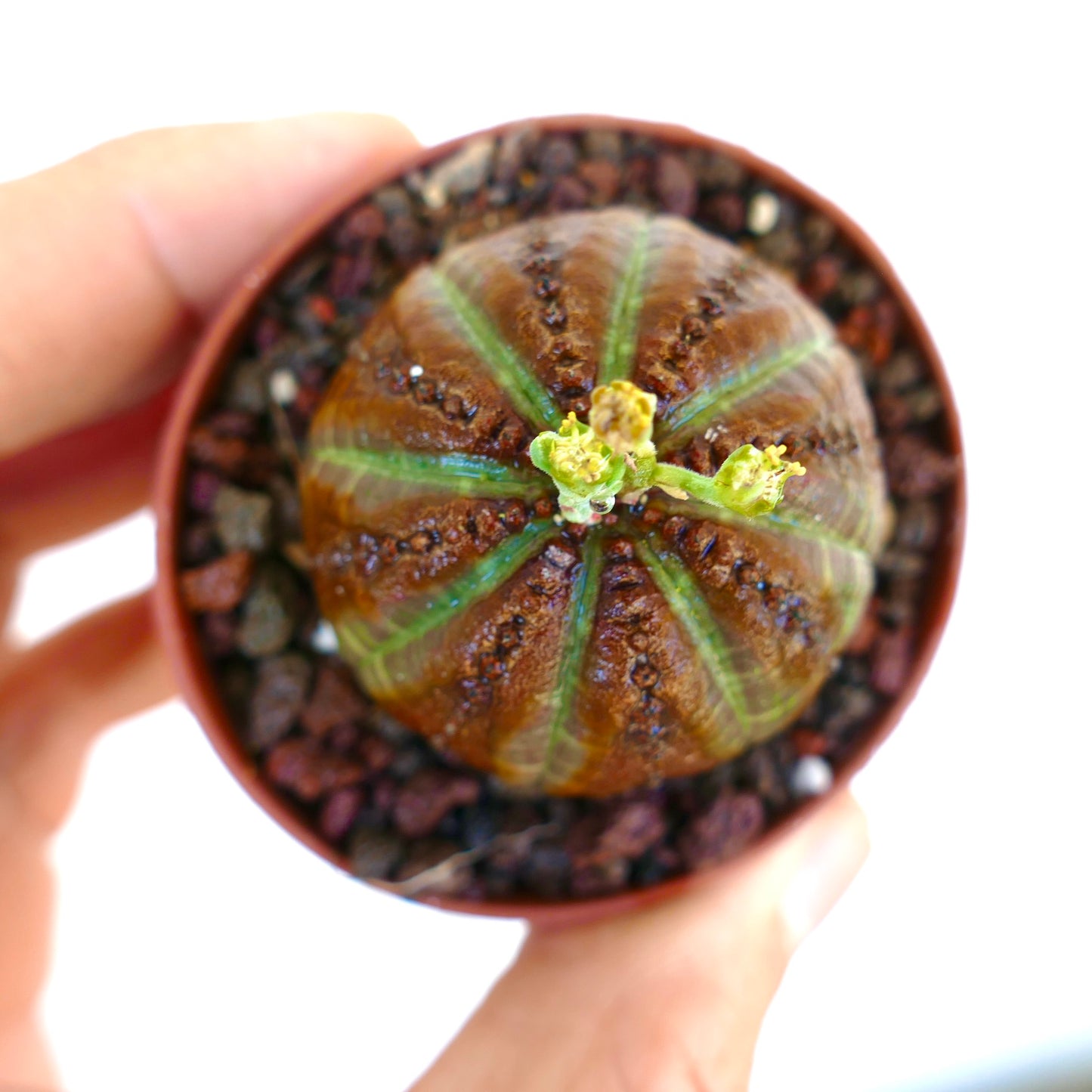 Vista superior de Euphorbia obesa sostenida en la mano, destacando su forma esférica, manchas marrones pronunciadas y el crecimiento fresco de flores en el ápice.