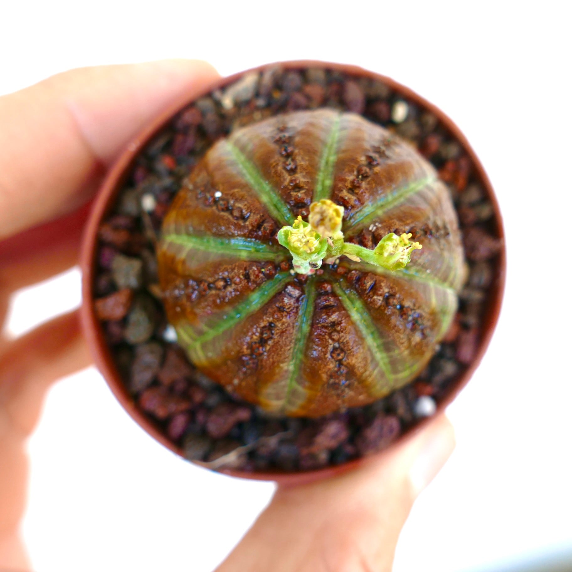 Vista superior de Euphorbia obesa sostenida en la mano, destacando su forma esférica, manchas marrones pronunciadas y el crecimiento fresco de flores en el ápice.