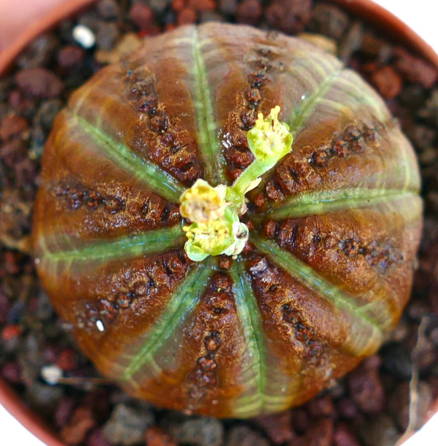 Vista aérea de Euphorbia obesa, mostrando sus costillas marcadas con marrón oscuro, líneas verdes y pequeños capullos florales formándose en la parte superior.