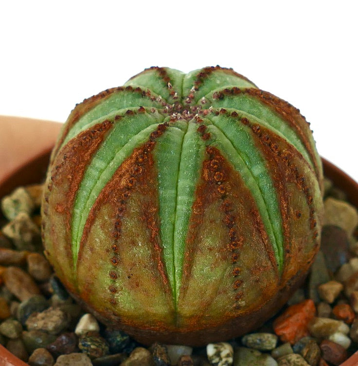 ユーフォルビア・オベサのクローズアップ。緑色と茶色の縦溝が入った球状の多肉植物で、小石を敷いた鉢で育てられています。
