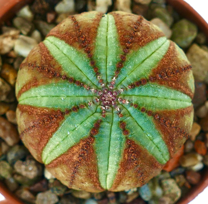 オオベニウチワ（ユーフォルビア・オベサ）の上からの眺め。明るい緑色の部分が茶色で縁取られた、星形のリブパターンが際立っています。