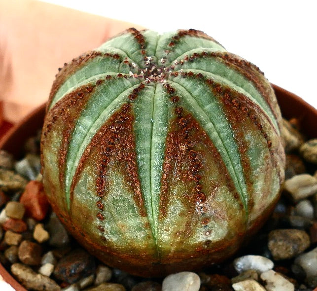 斜めから撮影されたユーフォルビア・オベサ 多肉植物。緑色の肋が赤褐色の縁取りで囲まれた、丸く区分けされた形状。