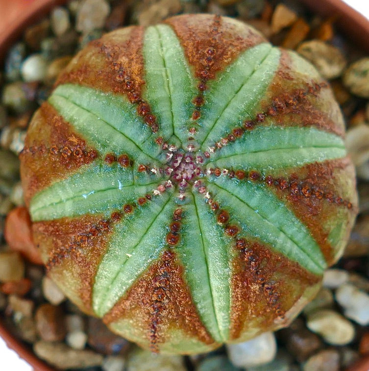 上から見たユーフォルビア・オベサの写真で、緑色と茶色のコントラストが際立つ放射状の肋骨模様が特徴です。