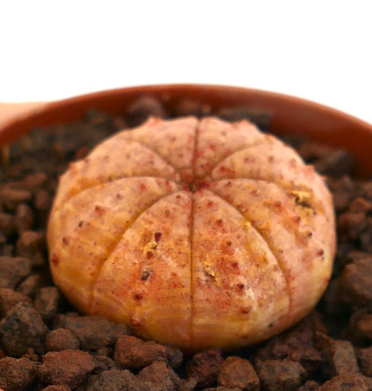 Euphorbia obesa suculenta con forma redondeada y superficie moteada de color naranja-marrón