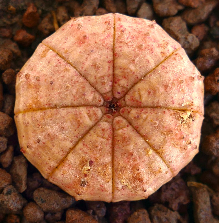 Euphorbia obesa suculenta con cuerpo redondeado segmentado y textura jaspeada rosada