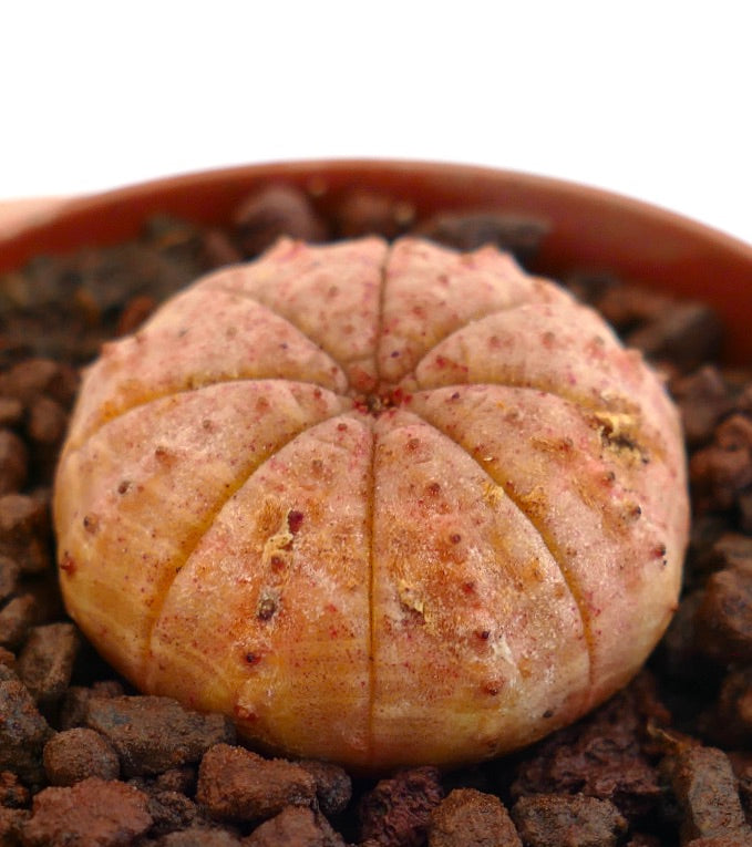 Euphorbia obesa suculenta rara con cuerpo redondeado, acanalado y textura rosada-anaranjada