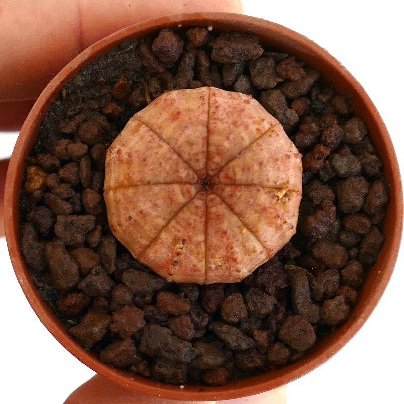 Euphorbia obesa suculenta rara con cuerpo segmentado redondeado y textura moteada rojiza