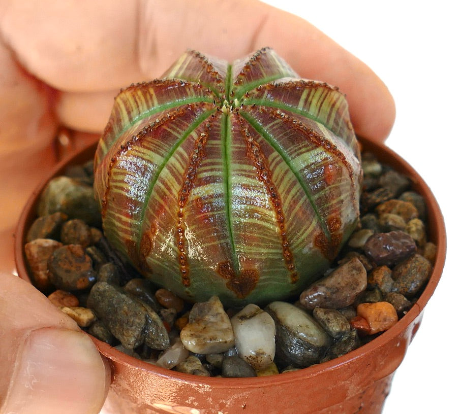 Euphorbia obesa cactus in a pot with ribbed round body and green-brown markings.