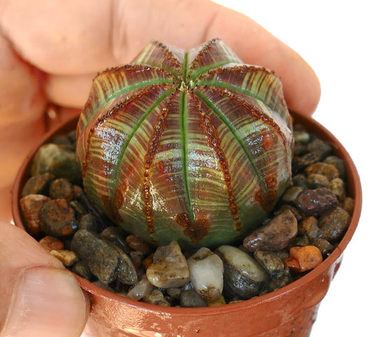 Euphorbia obesa cactus in a pot with ribbed round body and green-brown markings.