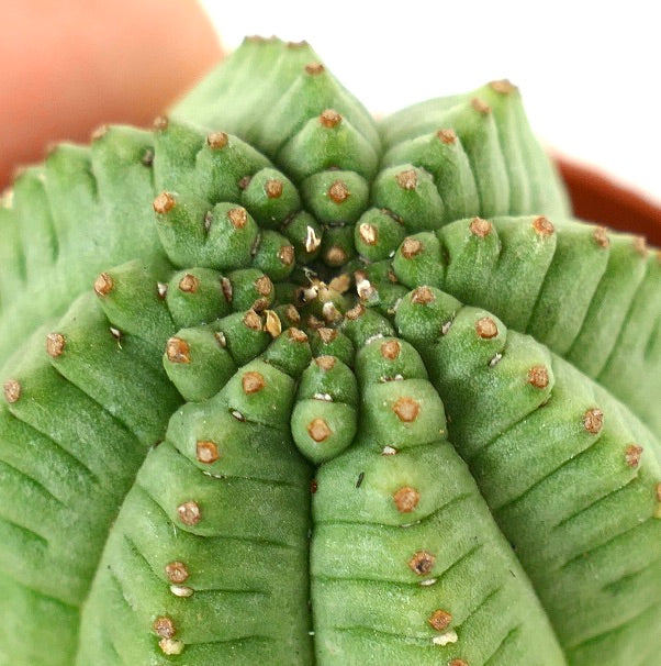 Euphorbia obesa SUPER KIKKO green