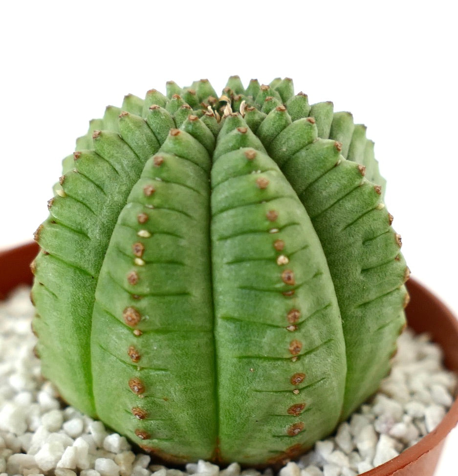 Euphorbia obesa SUPER KIKKO green