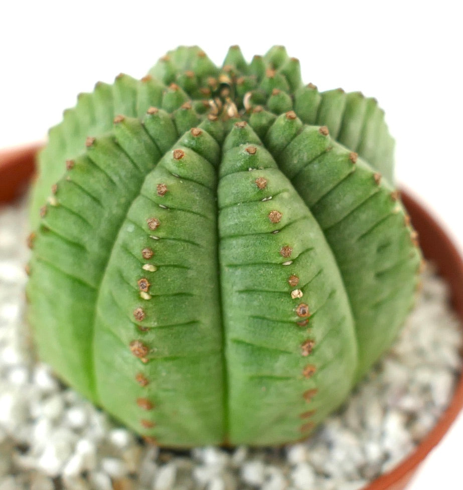 Euphorbia obesa SUPER KIKKO green