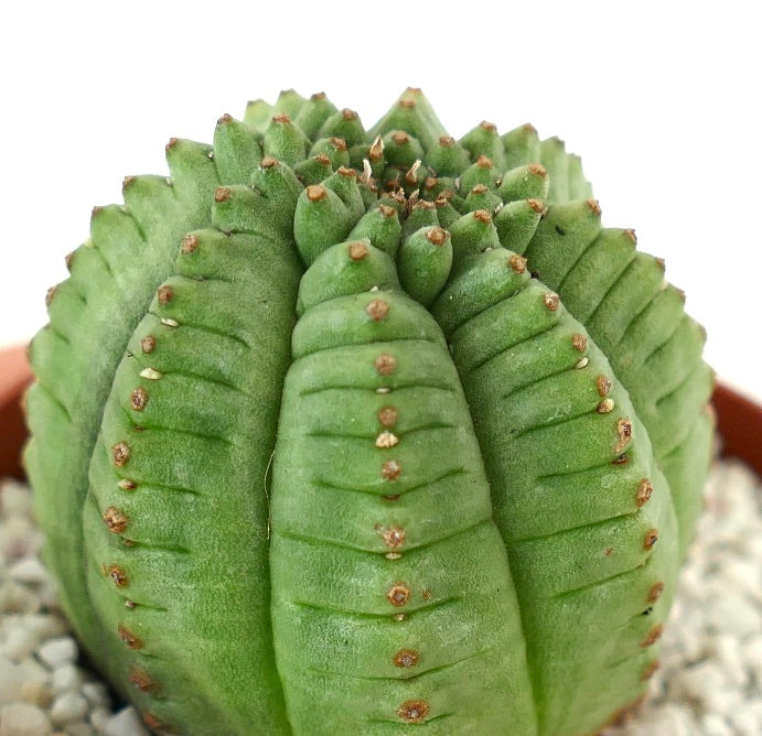 Euphorbia obesa SUPER KIKKO green