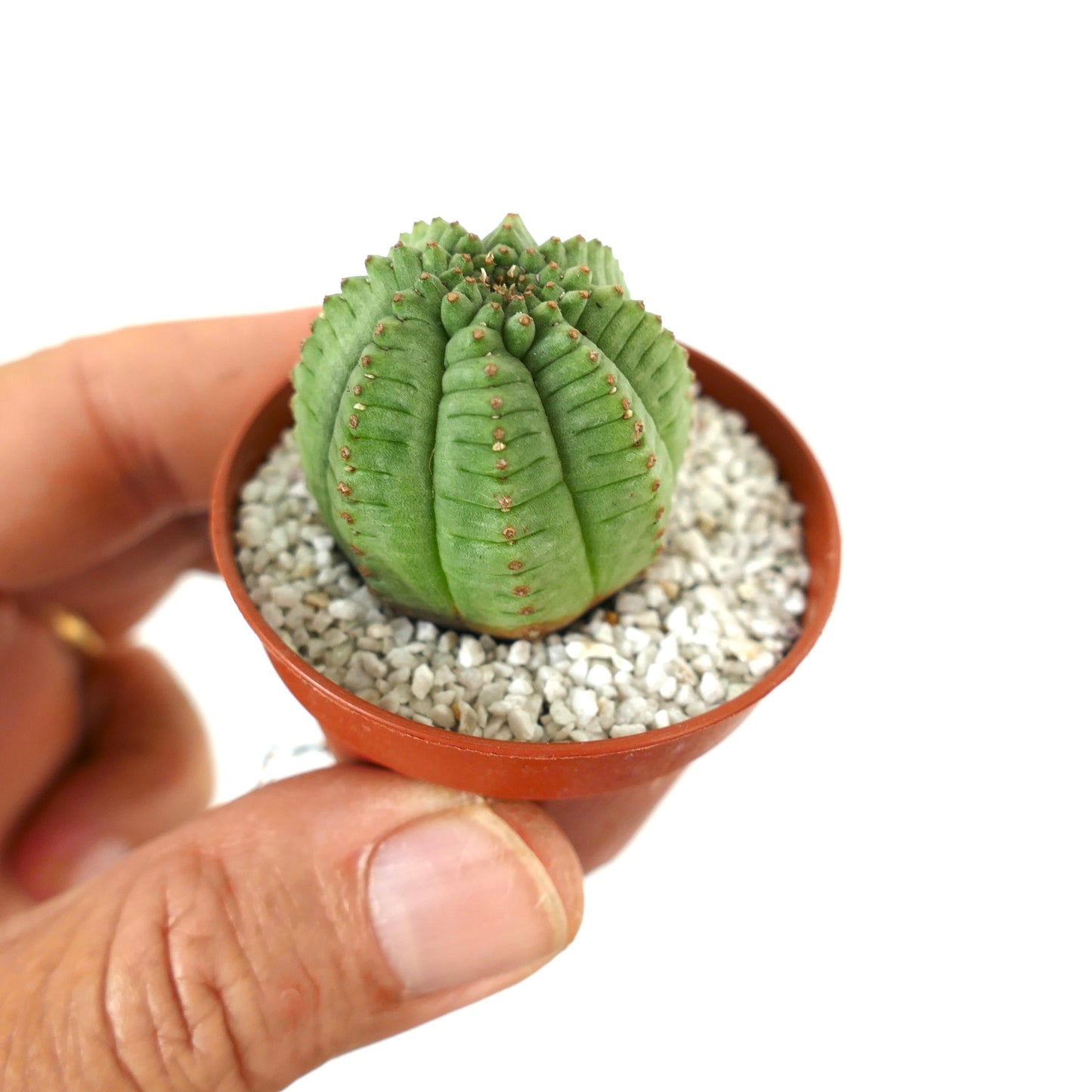 Euphorbia obesa SUPER KIKKO green